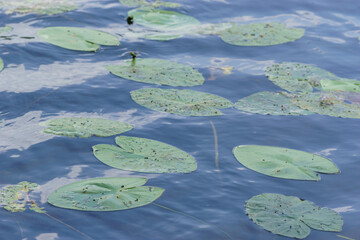 Close-up of leaves of a water lily floating on lake surface