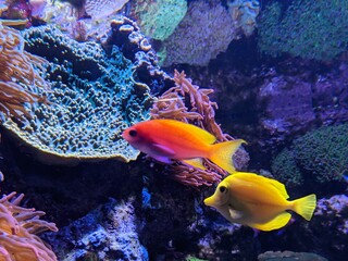 Colorful Fish Underwater