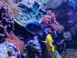 Fototapeta na wymiar Mini Blue Fish