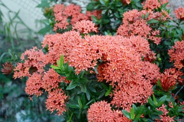 red ixora flower in nature garden