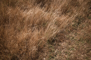 grass in the wind