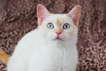 Fototapeta na wymiar cute beautiful white cat with blue eyes. fluffy white fur. red ears and tail. sits on a bright background and looks at the camera with big eyes Surprised cat face. Blur the cat's face Copyspace. Macro