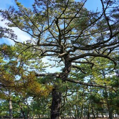 青空バックに見る特徴的な形の古い松の大木＠津田の松原、香川