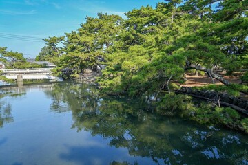 Fototapeta premium 津田の松原の松林の情景＠香川