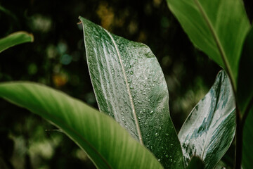Alpinia Zerumbet Leafs After Soft Rain © Carolina