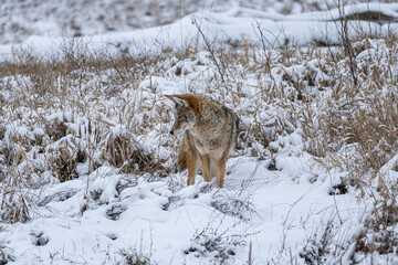 Fototapeta premium close up of a beautiful coyote walking on the snow covered wetland searching for food