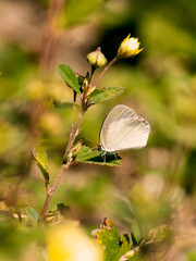 Eurema Daira Butterfly