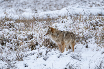 Fototapeta na wymiar a portrait of coyote standing in the heavy snow covered open field