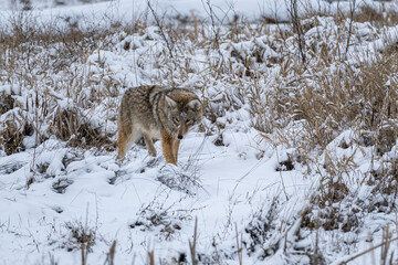 Fototapeta na wymiar close up of a beautiful coyote walking on the snow covered wetland searching for food