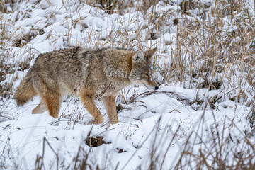 close up of a beautiful coyote walking on the snow covered wetland searching for food