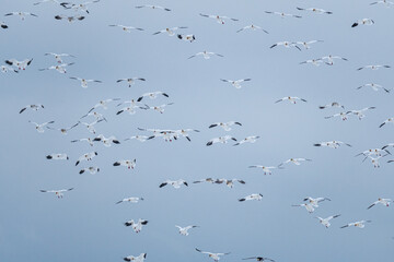 a huge flock of snow geese fly towards you under overcast sky on a winter day