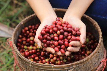 coffee beans Field Plantation   hand picking in farm.harvesting Robusta and arabica  coffee berries...