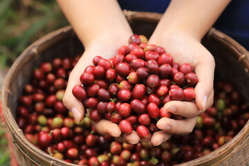 coffee beans Field Plantation   hand picking in farm.harvesting Robusta and arabica  coffee berries by agriculturist hands,Worker Harvest arabica coffee berries on its branch, harvest conce - obrazy, fototapety, plakaty