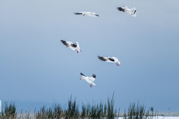 a small ground of snow geese prepare to land on a overcast winter day