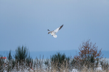 one snow goose with wings wide open prepare to land on snowy ground on an overcast winter day