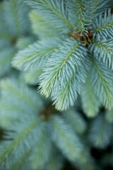 Silver, blue spruce pine, fir tree Green lush spruce branch. Fir branches.