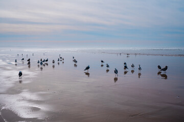 Naklejka na ściany i meble Sunset on the beach in light blue and pink colors, and flock of birds, California