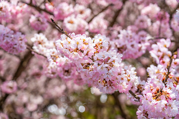 日本の春 神奈川県南足柄 一の堰ハラネ春めき桜