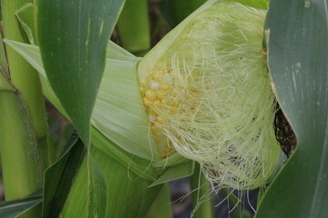 Corn fruit that grew big on the trunk