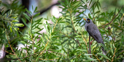 Noisy Miner in a thick green bush