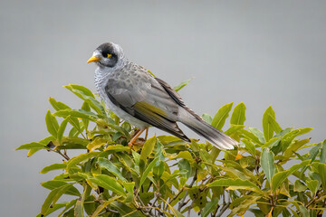 A Noisy Miner perched on the top of a shrub.