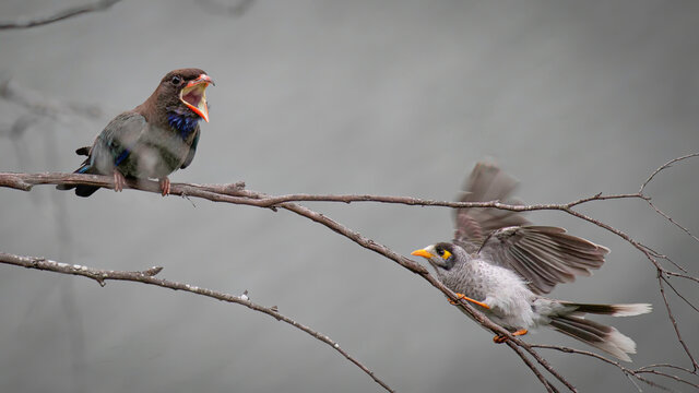 Dollar bird insists Noisey Miner keep his distance