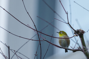 メジロが枝にとまる　東京、赤坂6丁目の街の風景