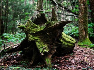 Moss covered fallen tree in the forest.
