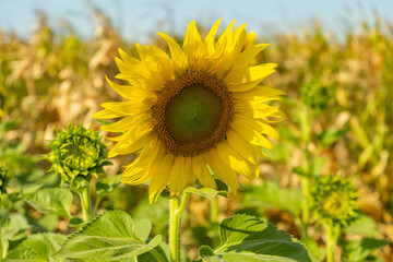 Sunflowers