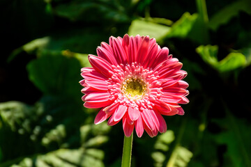 Gerbera flowers blooming in the garden.