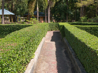 Carmona retusa (hokkien tea) tree as a fence wedge along the footpath in the garden