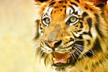 Beautiful angry face of Royal Bengal Tiger , Panthera Tigris, West Bengal, India - tinted image . It is largest cat species and endangered , only found in Sundarban mangrove forest.