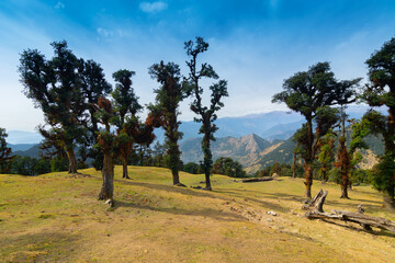 Fototapeta premium Bugyals, alpine pasture lands, or meadows, in higher elevation range of Himalayas in Uttarakhand, called nature's own gardens. View of Himalayas on Trekking route to Tunganath, temple of Lord Shiva.