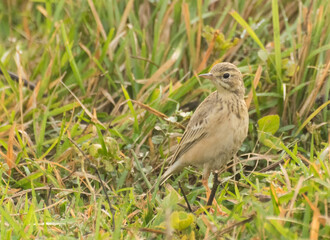 Paddyfield Pipit - Anthus novacseelandiae, sitting on paddyfield