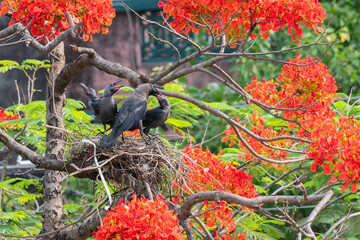Mother House crow (Corvus splendens) bird feeding baby and juvenile birds in the nest. Known as the...