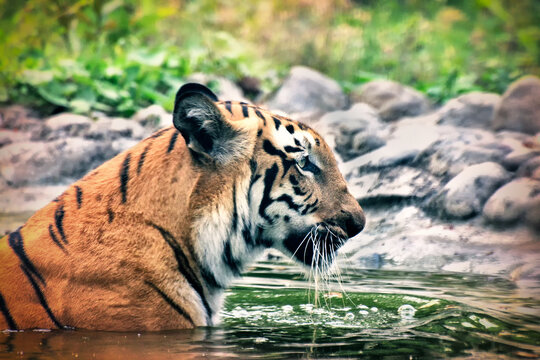 Sundarban Images – Browse 1,865 Stock Photos, Vectors, and Video | Adobe  Stock