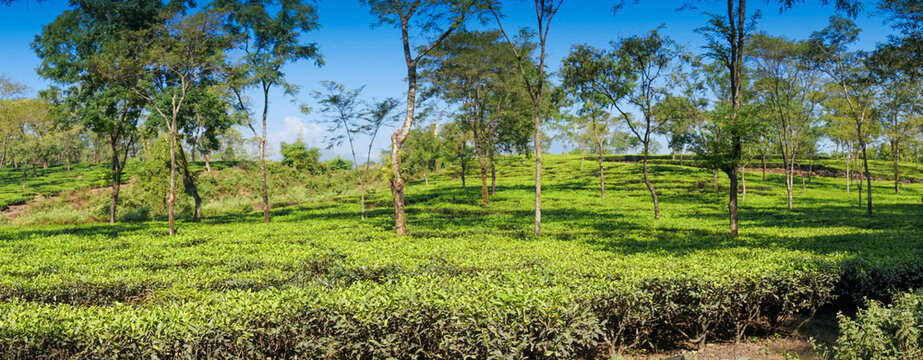 Panoramic view of Jhalong tea estate with trees and blue sky above - tea estate stock image. Shot at Dooars , North Bengal of West Bengal, India