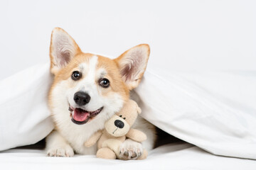 Corgi puppy lying on a bed under a blanket with a plush bear hugging and looking at the camera