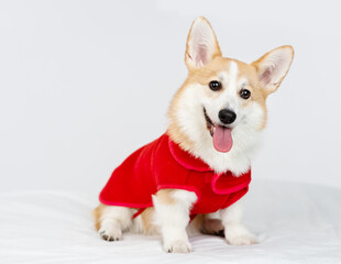 Corgi puppy in a red jacket prepared for a walk