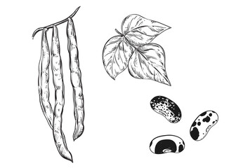 Hand drawn sketch black and white of string bean, leaf, pod. Vector illustration. Elements in graphic style label, card, sticker, menu, package. Engraved style illustration.