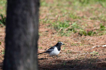 Japanese wagtail walking on the ground