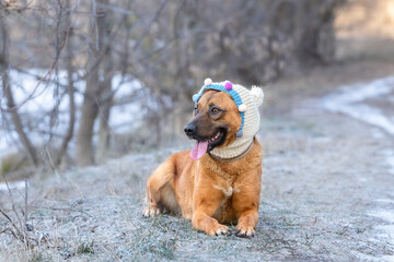 Winter walk with the dog.Cute dog in a funny hat with buboes for a walk in the winter forest.