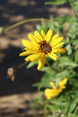 yellow flower with a bee