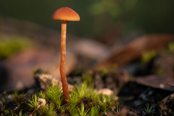 Orange mushroom growing tall in moss