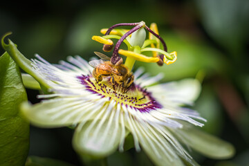Bee on a passion flower