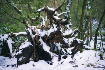  Winter Yaskuhima forest in Kyusyu Japan(World Heritage in Japan)