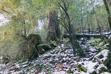  Winter Yaskuhima forest in Kyusyu Japan(World Heritage in Japan)
