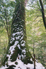  Winter Yaskuhima forest in Kyusyu Japan(World Heritage in Japan)

