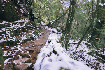  Winter Yaskuhima forest in Kyusyu Japan(World Heritage in Japan)
