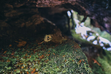  Winter Yaskuhima forest in Kyusyu Japan(World Heritage in Japan)